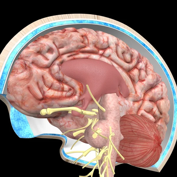 Anatomia Cerebral Humana — Fotografia de Stock