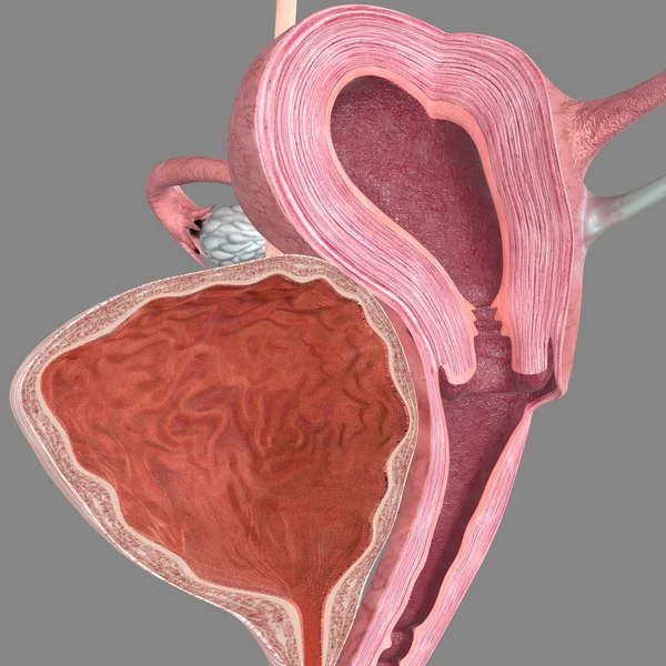 Intersección de la anatomía ovárica — Foto de Stock