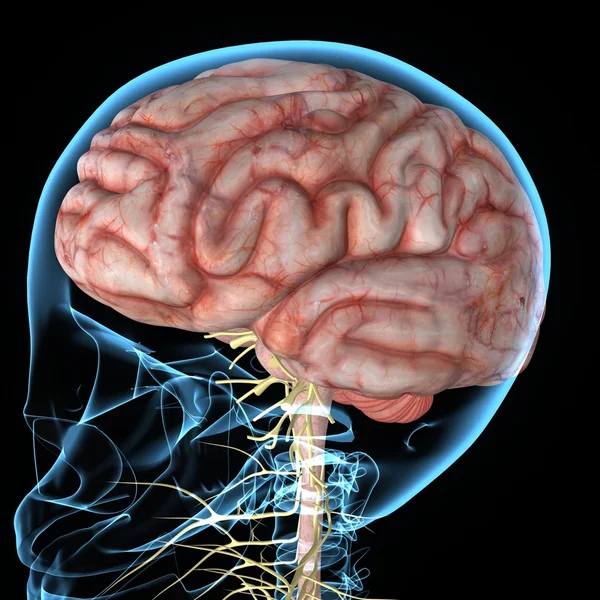 Anatomía del cerebro humano — Foto de Stock