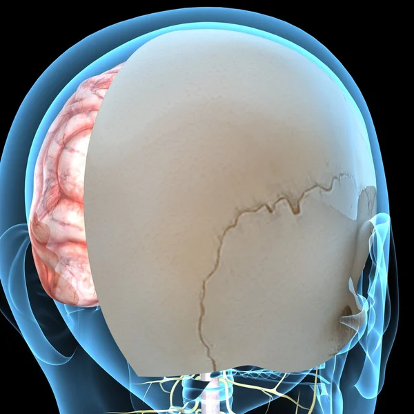 Anatomia del cervello umano — Foto Stock