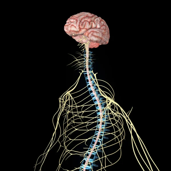 Anatomia układu nerwowego — Zdjęcie stockowe