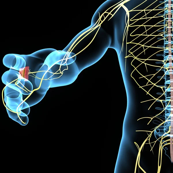 Sinir sistemi anatomisi — Stok fotoğraf