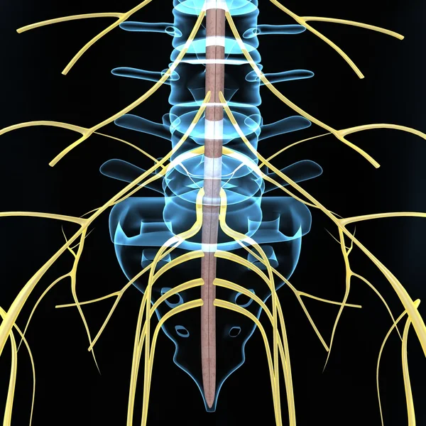 Menselijk zenuwstelsel anatomie — Stockfoto