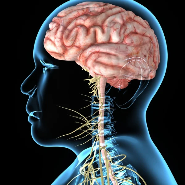 Human Brain anatomy — Stock Photo, Image