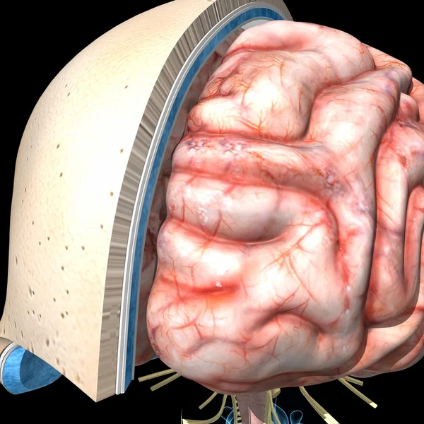 Anatomía del cerebro humano — Foto de Stock