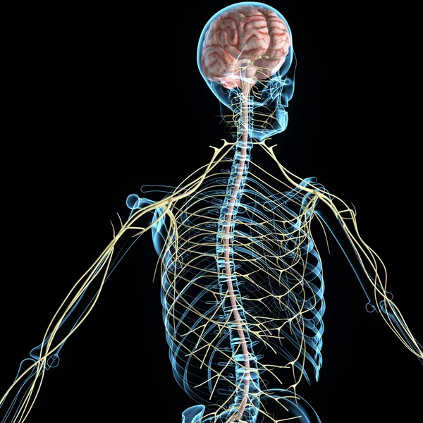 Anatomia del sistema nervoso umano — Foto Stock