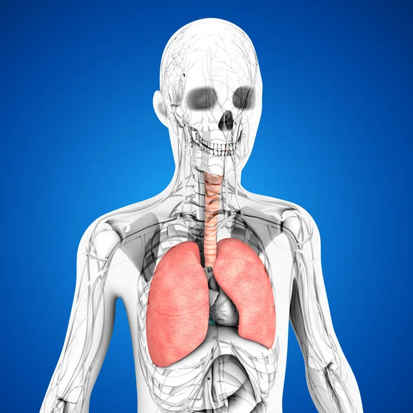 Anatomía pulmonar humana — Foto de Stock