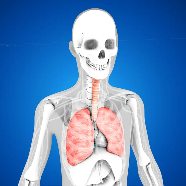 Anatomia człowieka płuc — Zdjęcie stockowe