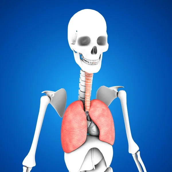 Anatomia człowieka płuc — Zdjęcie stockowe