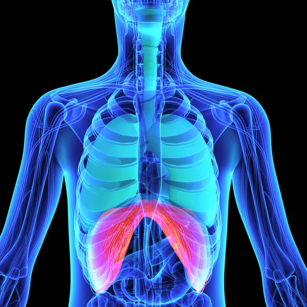 Human diaphragm anatomy — Stock Photo, Image