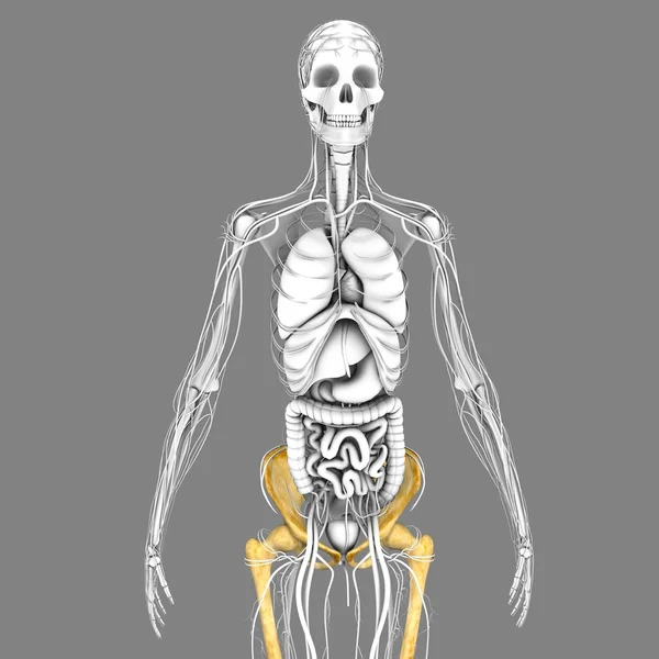 Anatomia do esqueleto humano — Fotografia de Stock