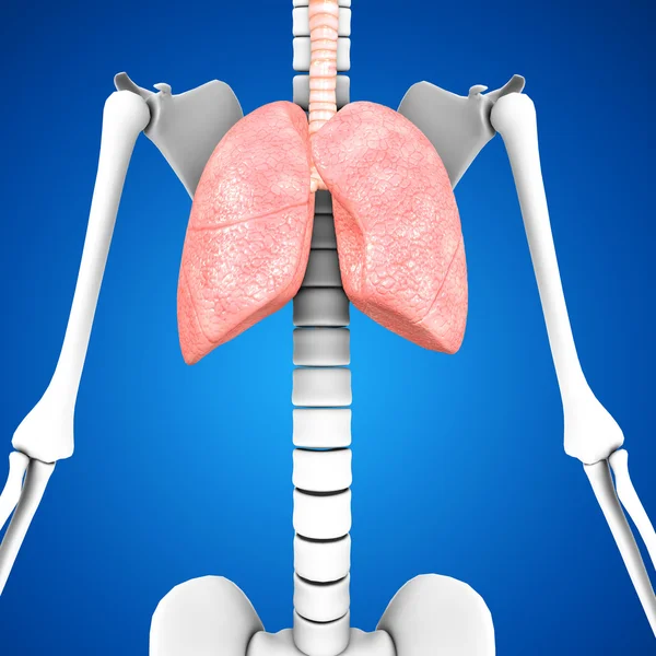 Human Lungs Anatomy — Stock Photo, Image