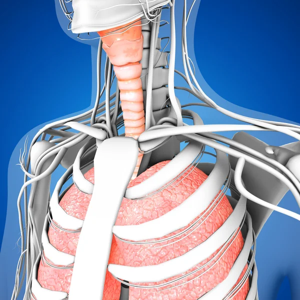 Anatomia dos pulmões humanos — Fotografia de Stock