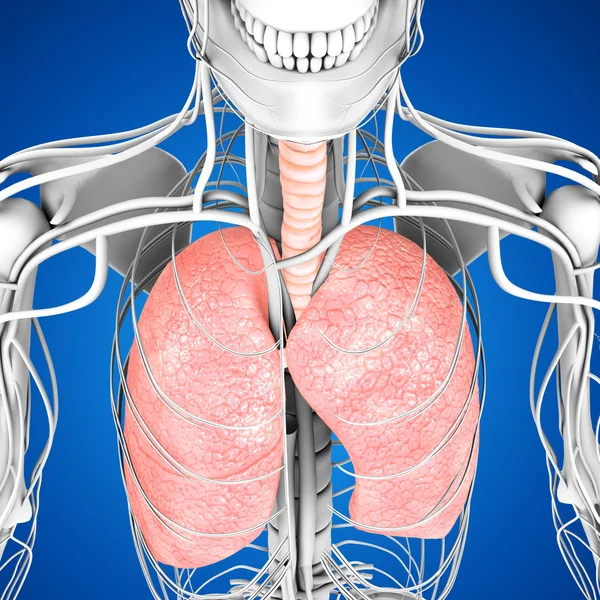人类肺部解剖 — 图库照片