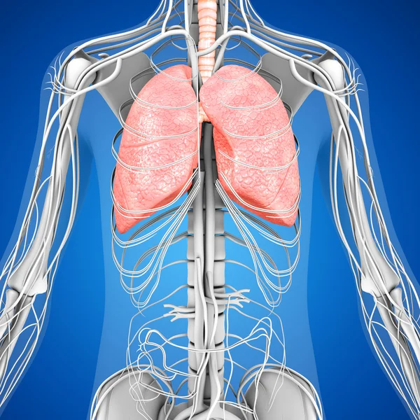 Emberi tüdő anatómia — Stock Fotó