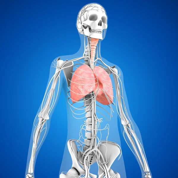 Анатомія людини легені — стокове фото