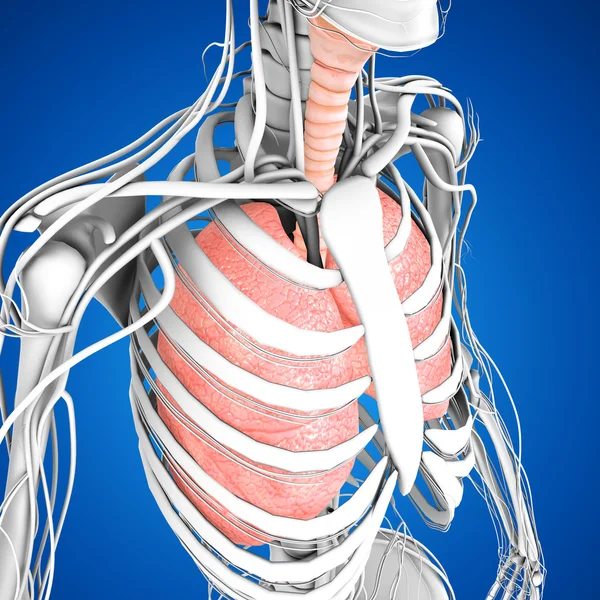 Human Lungs Anatomy — Stock Photo, Image