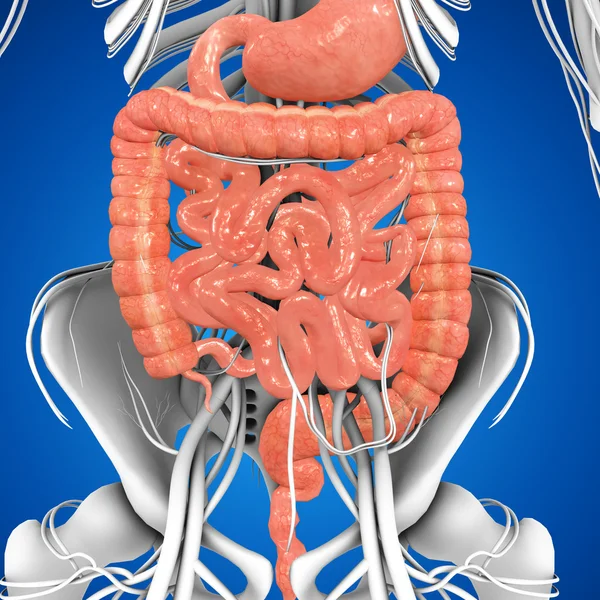 Human Digestive System — Stock Photo © sciencepics #73310351
