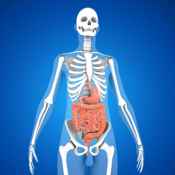 Human Digestive system — Stock Photo, Image