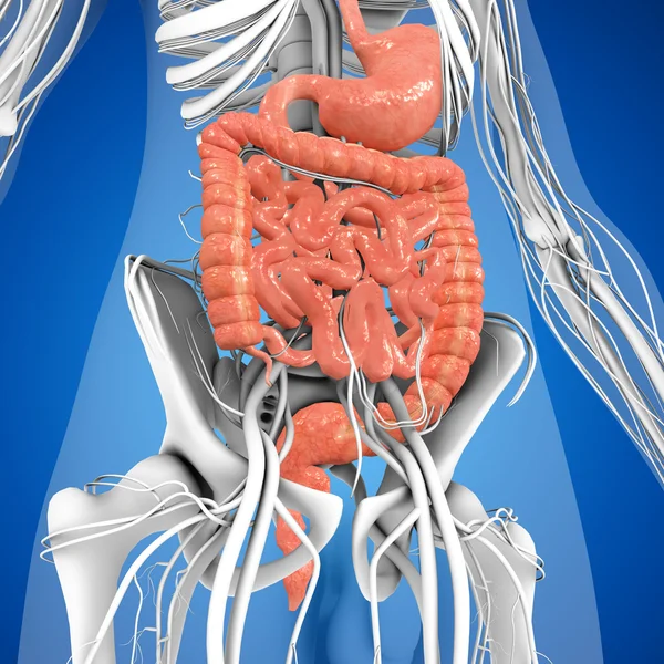 Sistema digestivo humano —  Fotos de Stock