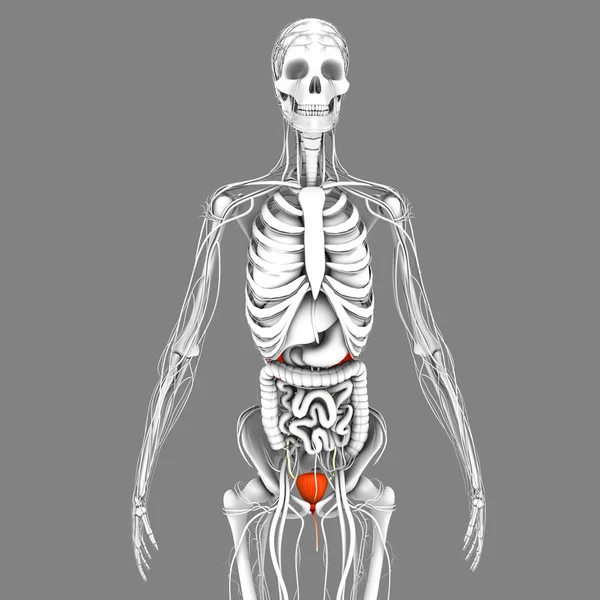 人类膀胱解剖 — 图库照片
