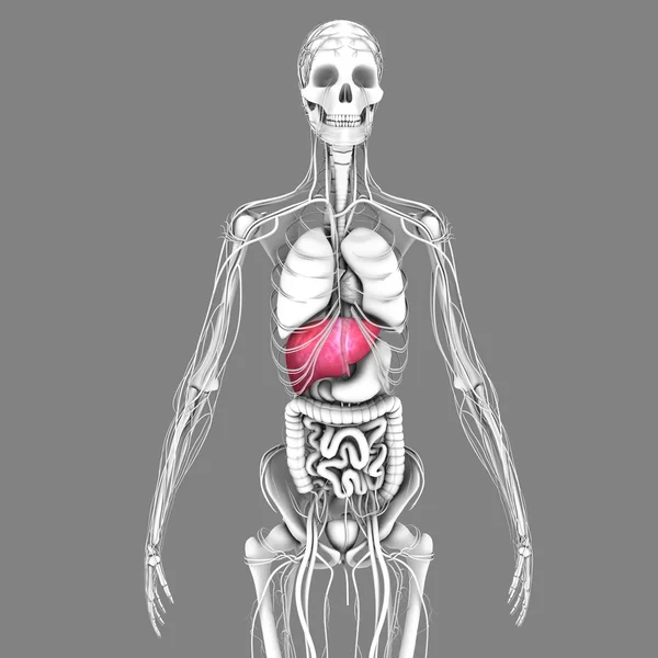 Human liver anatomy — Stock Photo, Image