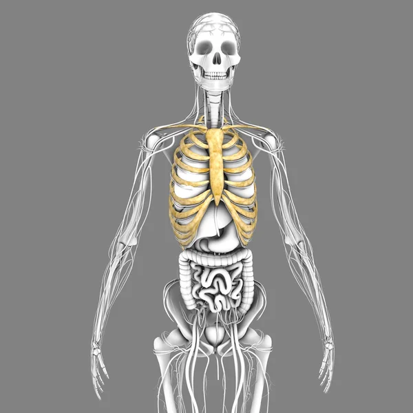 Anatomia da caixa torácica humana — Fotografia de Stock