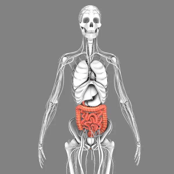 Anatomia do intestino delgado e grosso — Fotografia de Stock