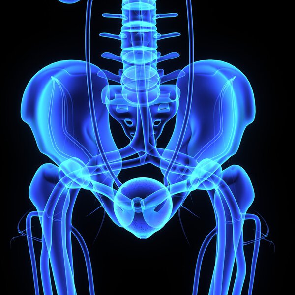 Pelvic hip bone anatomy