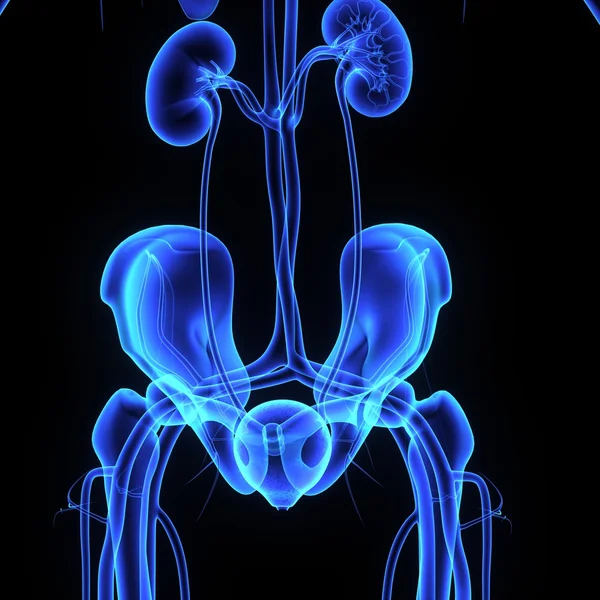 Human kidneys anatomy — Stock Photo, Image