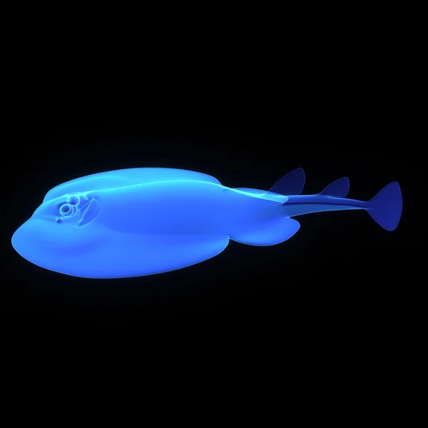Электрические лучи, торпедные рыбы — стоковое фото