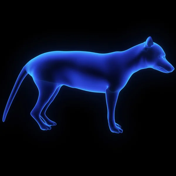 태즈메이니아 늑대, thylacine — 스톡 사진