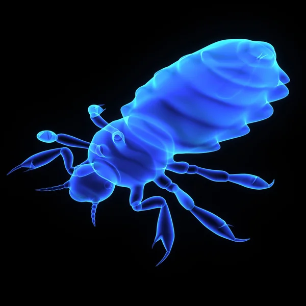 Pediculus insect, louse — Stock Photo, Image