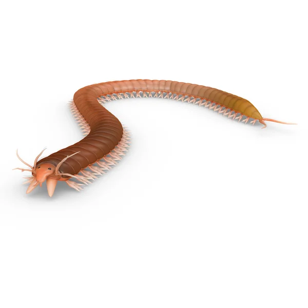 Nereis  polychaete worm — Stock Photo, Image