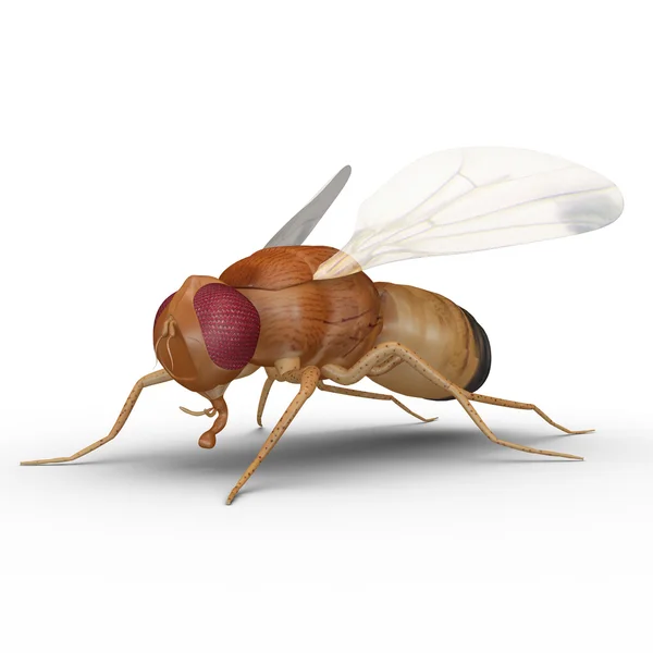 Fruit fly insect — Stock Photo, Image