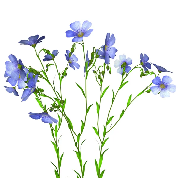 Planta de lino con flores —  Fotos de Stock