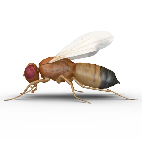 Fruit fly insect — Stock Photo, Image
