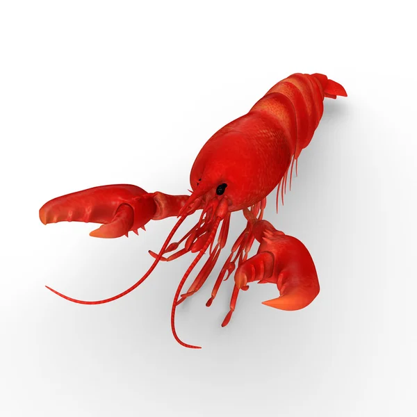 单红龙虾 — 图库照片