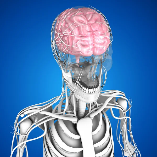 İnsan Beyni Anatomisi — Stok fotoğraf