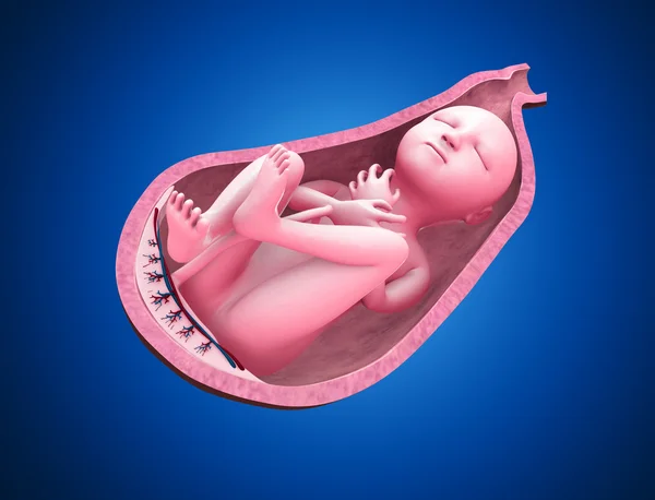 Human Baby in womb. — Stock Photo, Image
