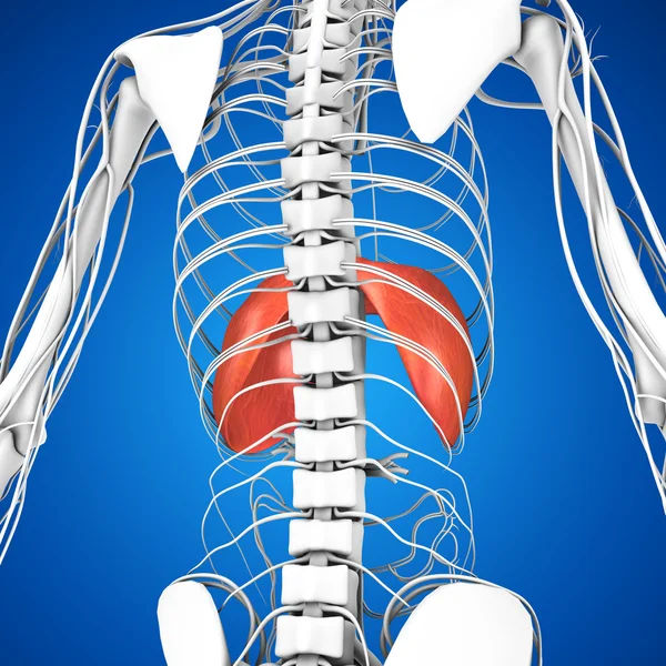 Menselijk middenrif anatomie — Stockfoto