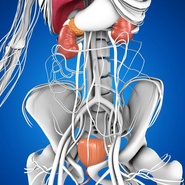 Anatomia człowieka nerki — Zdjęcie stockowe