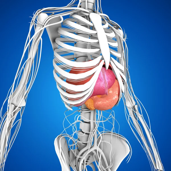 Anatomia narządów ludzkich — Zdjęcie stockowe