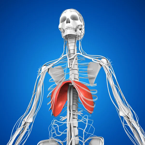 Insan diyafram anatomisi — Stok fotoğraf