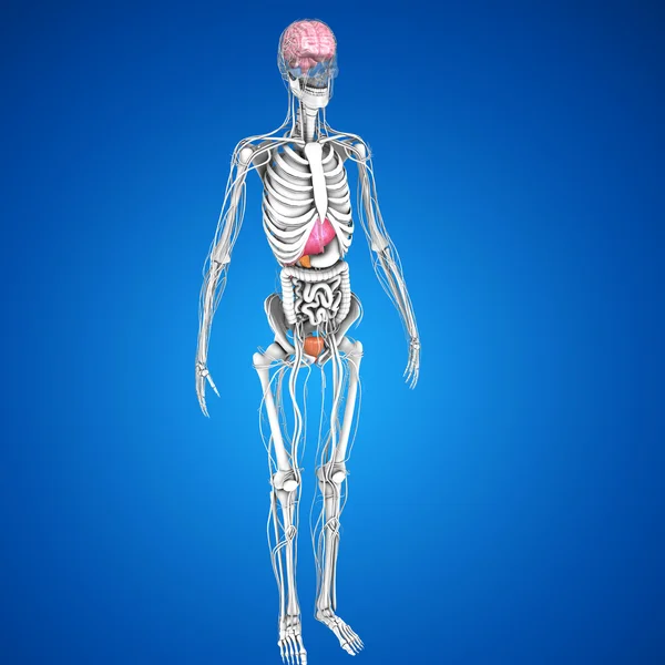 Mänskliga organ anatomi — Stockfoto