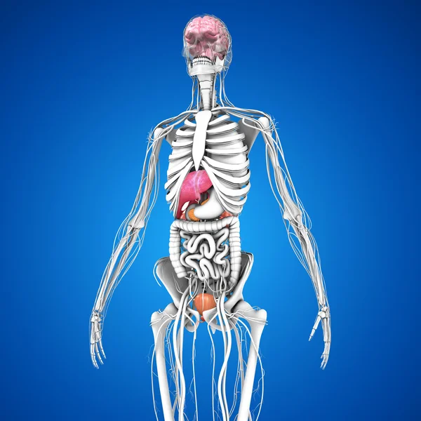 Menselijke organen anatomie — Stockfoto