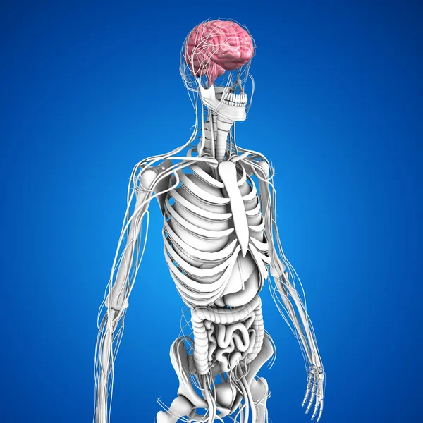 Anatomie des menschlichen Gehirns — Stockfoto