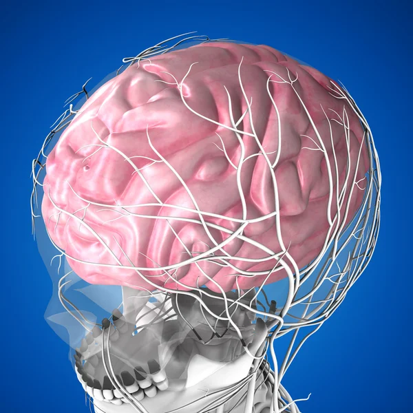 Anatomía del cerebro humano — Foto de Stock