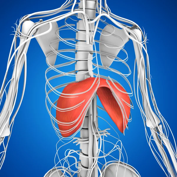 Anatomía del diafragma humano — Foto de Stock