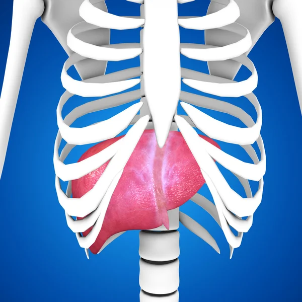 Human Liver anatomy — Stock Photo, Image